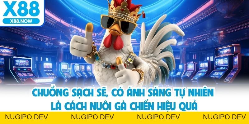 X88 Chia Sẻ Cách Nuôi Gà Chiến Để Thi Đấu Hiệu Quả