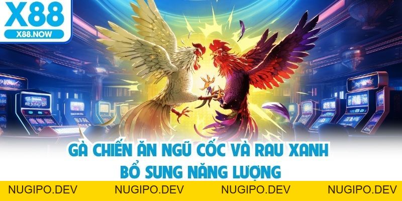 X88 Chia Sẻ Cách Nuôi Gà Chiến Để Thi Đấu Hiệu Quả